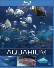 Exotisches Salzwasser Aquarium